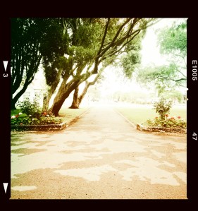 Martinborough Square, in all it's summer glory!